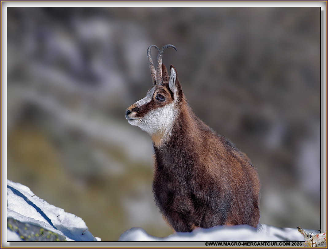 CHAMOIS